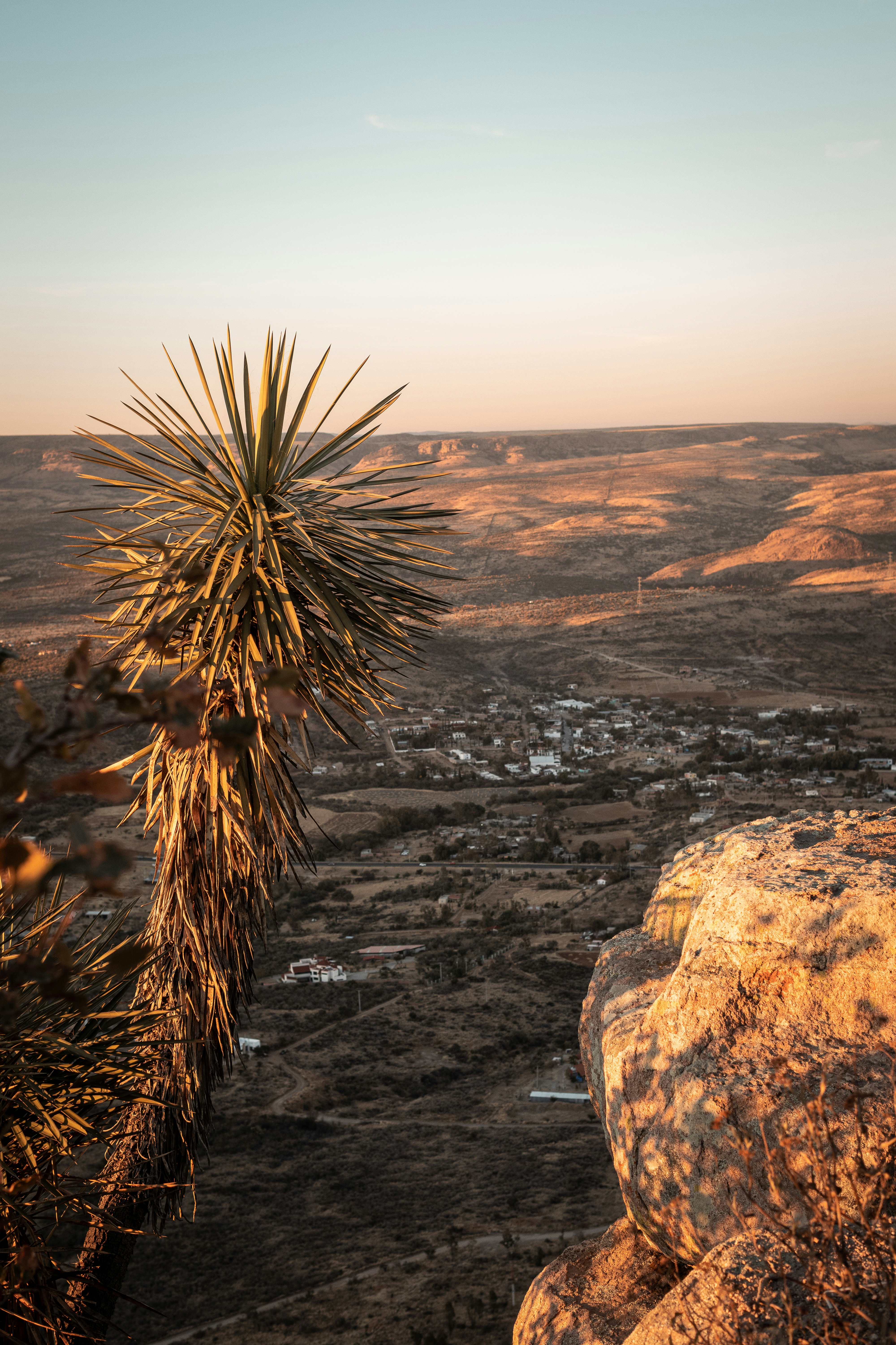 green plant on brown rock